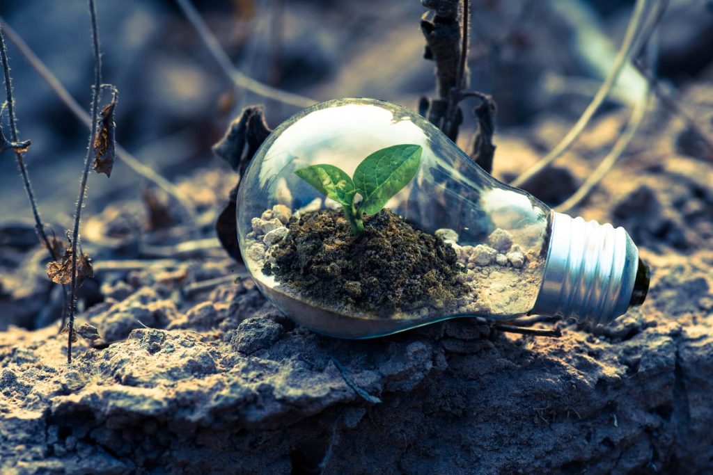 A healthy small plant in a lightbulb surrounded by dead plants and dry soil.
