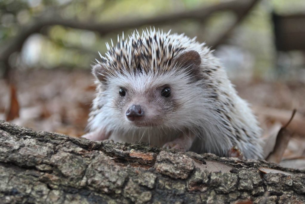 A hedgehog climbing a Woodpile
