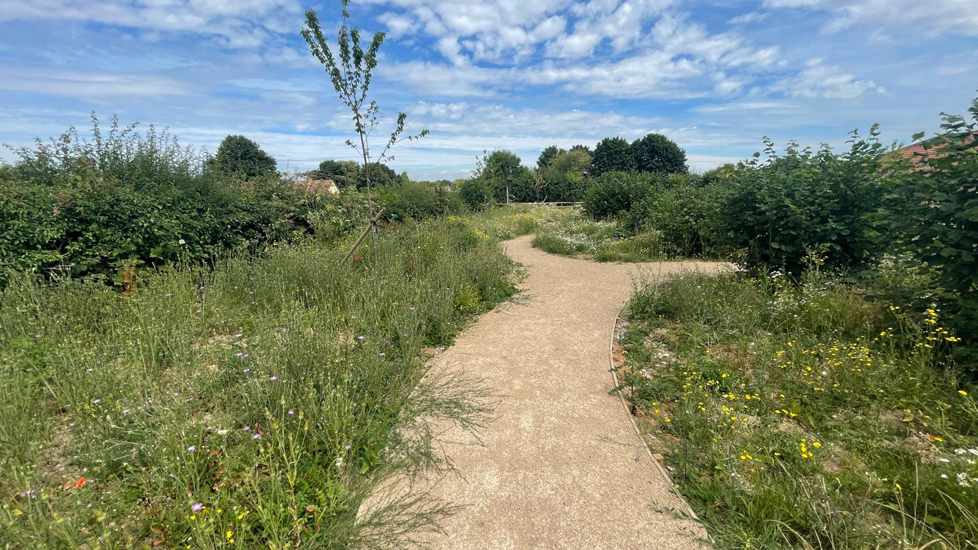 Wildflower garden with winding path and blue sky