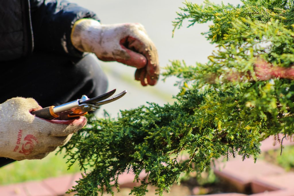 Person pruning a plant in a garden with scissors