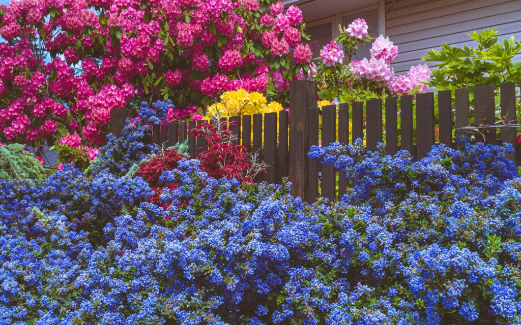 Flower bed with blue, yellow, pink and purple flowers