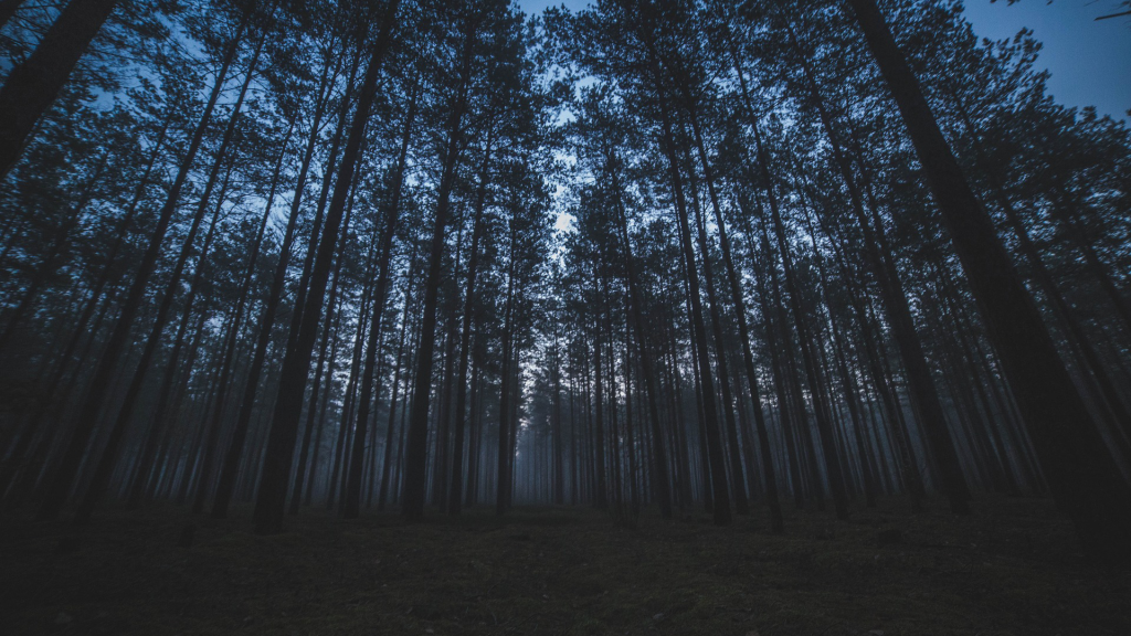 A Dark wood at night full of tall skinny trees