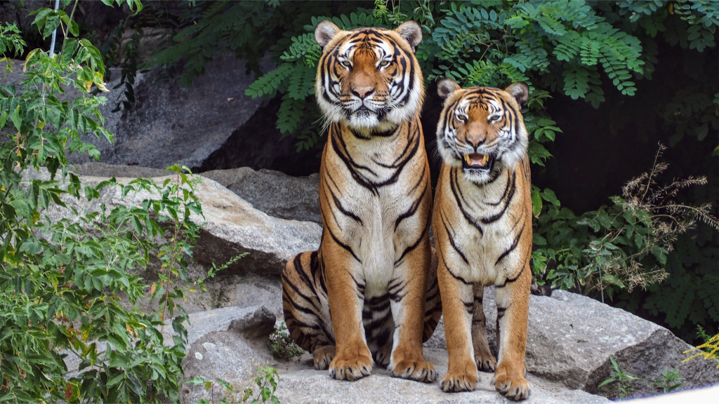 Two tigers sat next to each other on a smooth grey stone, one of them is vocalising