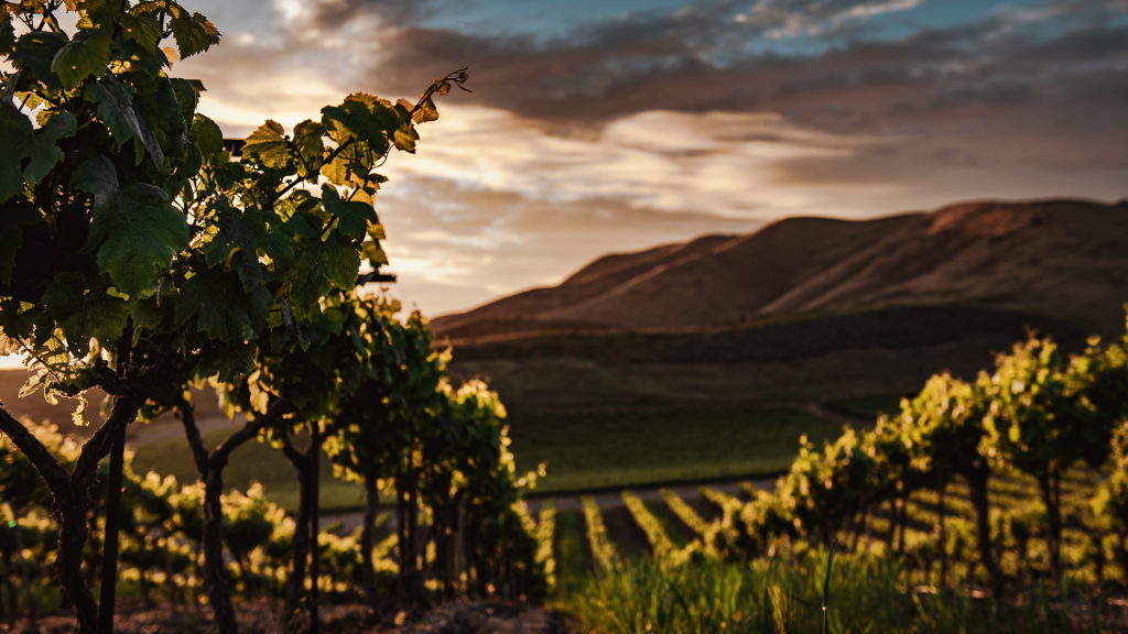 Sun setting over a vineyard with dark rolling hills in the back