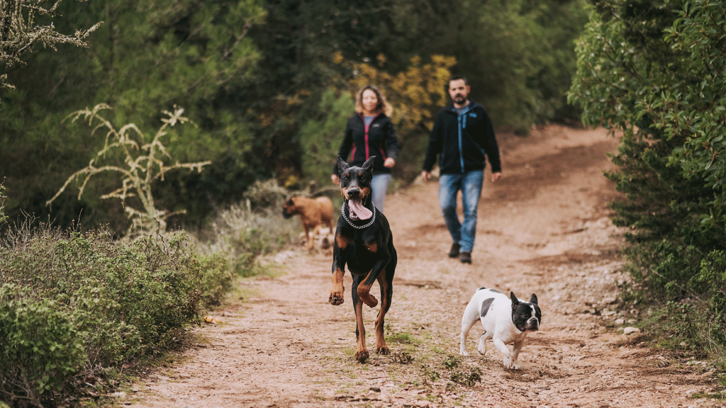 dog walkers walking three dogs