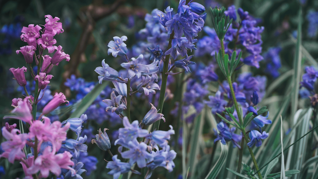 Close up of bluebells