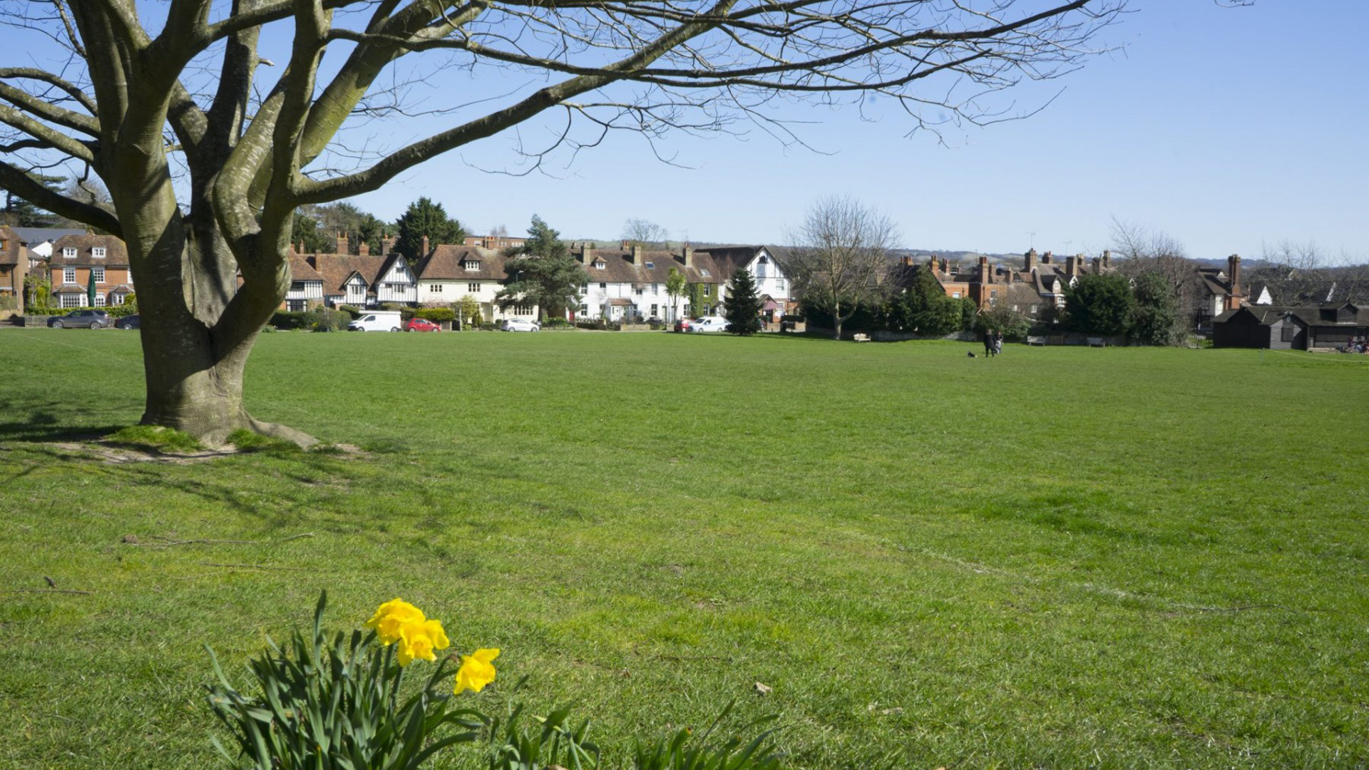 village green in summer with blue skies and daffodils